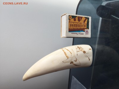 Куплю зубы кашалота ,клыки моржа ,а так же изделия из них - IMG_4145.JPG