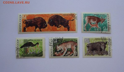 СССР. 1969 г. Беловежская пуща.   До 11.06.. - IMG_6679.JPG