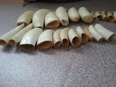 Куплю зубы кашалота - IMG-20180518-WA0088