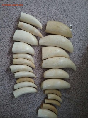 Куплю зубы кашалота - IMG-20180518-WA0092