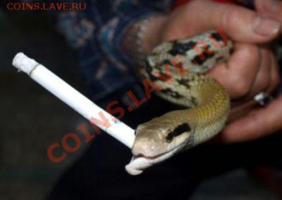 БРОСАЮ КУРИТЬ! Кто уже избавился от  этой вредной привычки? - cigarette-smoking-snake