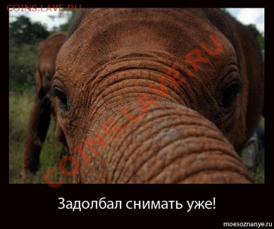 Закажи фотографию!!! - Slon