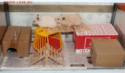 ФОТО - просто фото. Те что получились удачными. - Свадьба