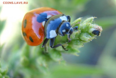 Цветы и насекомые - IMG_1343.JPG