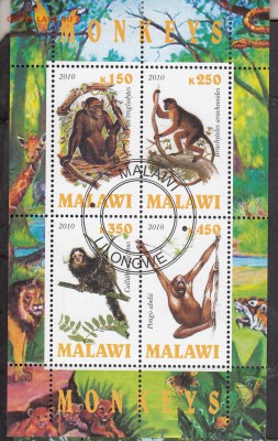 Малави 2010 обезьяны - 12