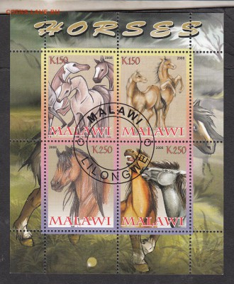 Малави 2008 кони - 13