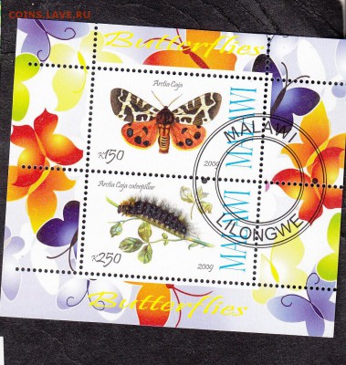 Малави 2009 бабочки - 24