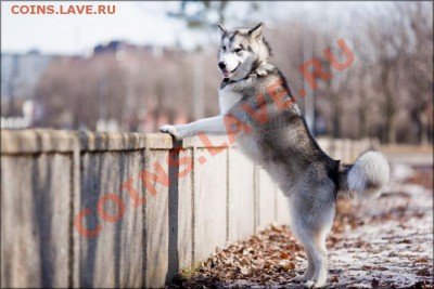 ФОТО - просто фото. Те что получились удачными. - 19