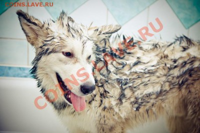 ФОТО - просто фото. Те что получились удачными. - 20
