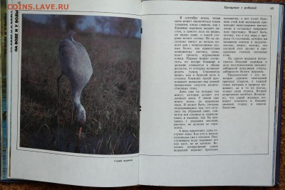 книга-альбом "Птицы России". 1992г. - SAM_1410.JPG