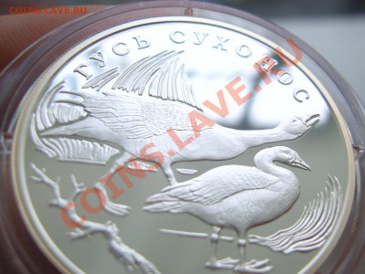 1 рубль СЕРЕБРО 2006г ГУСЬ СУХОНОС до 8 мая в 22.00 по МСК - SUC55691.JPG