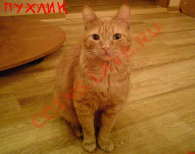 Конкурс - УГАДАЙКА ......... - ABCD0003.JPG
