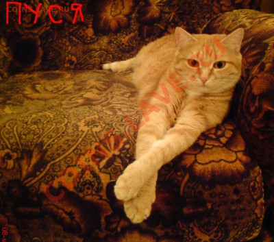 Конкурс - УГАДАЙКА ......... - ABCD0004.JPG