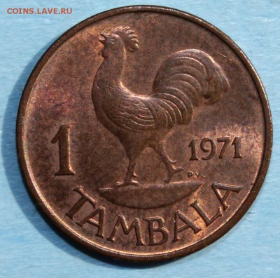 С РУБ.МАЛАВИ 1 тамбала 1971г. ПЕТУШОК до 22.08 в 22-00 - IMG_3583.JPG