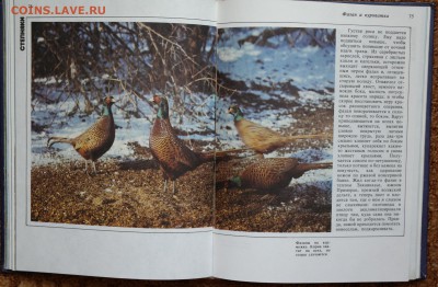 Книга-альбом "Птицы России" - птицы4.JPG
