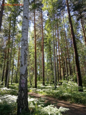 ФОТО - просто фото. Те что получились удачными. - IMG_20180723_122831