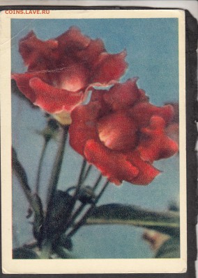 СССР ПК 1962 глоксиняя - 254