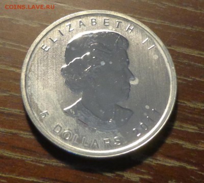 КАНАДА - 5 д МЕДВЕДЬ унцовка до 11.09, 22.00 - Канада Медведь_2.JPG