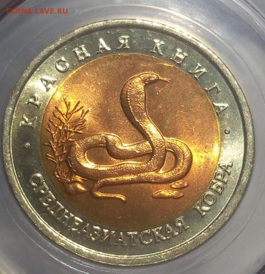 КК Среднеазиатская Кобра MS 64 до 07.09.18 с 200 - IMG_20100106_212131-1.JPG