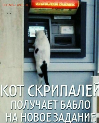 юмор - кот