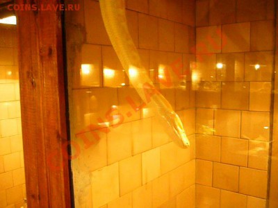 Че делать с обрубками гадюк? - P1040466.JPG
