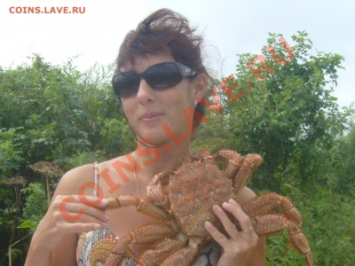 Че делать с обрубками гадюк? - P1050624.JPG