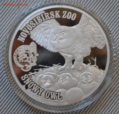 Британские Виргинские Острова ЗООПАРК 13шт 5.10.18 21мск - DSC_4915.JPG