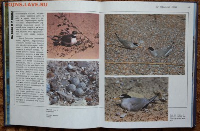 Книга-альбом "Птицы России" - птицы5.JPG