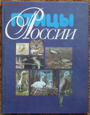 Книга-альбом "Птицы России" - птицы1.JPG