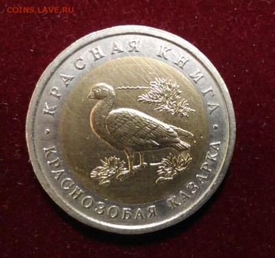 Краснозобая Казарка. 10 руб. Кр. Кн.  до 9.10.2018 в 22,02 - P_20181004_134102