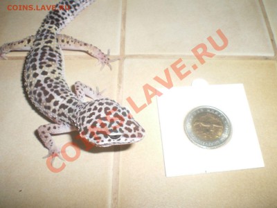 Животные на монетах - IMGP0103.JPG