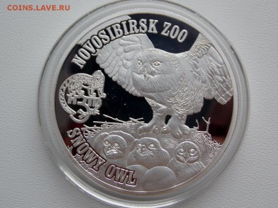 Вергинские острова 1 доллар Сова - DSCN7271 (1280x960)