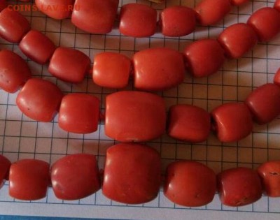 Куплю Кораллы - IMG_20181015_205030