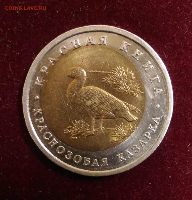 Брак. Краснозобая Казарка. 92г Кр. Кн. до 21.10.2018 в 22,02 - P_20181016_145243