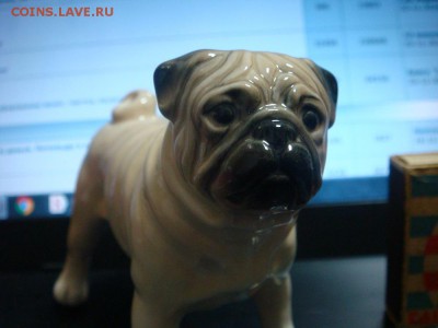 Мопс ! - DSC02757.JPG