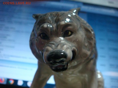 ВОЛК (Тамбовский) - DSC02770.JPG
