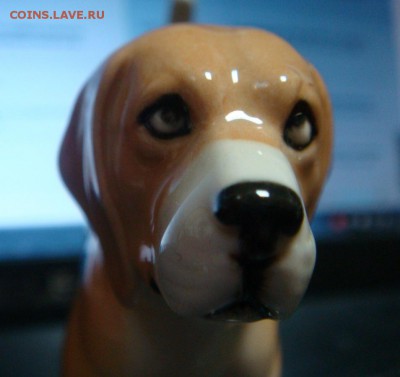 Бигль - DSC02782.JPG
