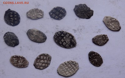 Солянка серебряной чешуи 13 шт до 30.11.2018 22-00 - PB280387.JPG