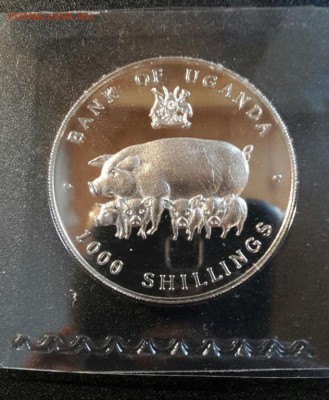 Крона Шайба Уганда 1000 шиллингов 1995 год Свиньи цветная - krona_shajba_uganda_1000_shillingov_1995_god_svini_cvetnaja_fauna (1)