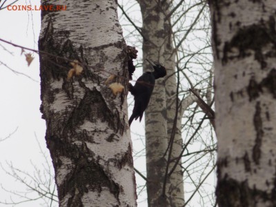 Хочу купить фотоаппарат... - DSCN1360