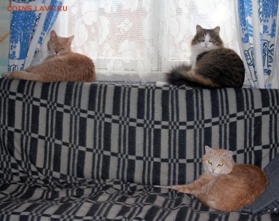 Любите ли вы кошек? - Наши коты