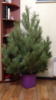 делает - прямо сейчас !!! - IMG_0089.PNG