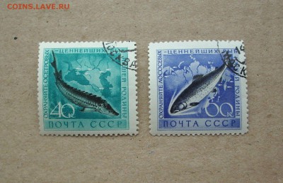 СССР. 1959 г. Фауна СССР. Рыбы.  До 30.12.. - IMG_7142.JPG