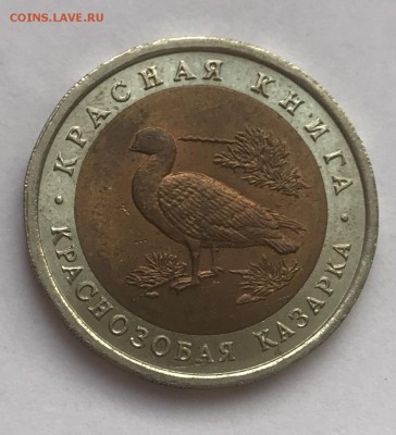 КК 1992 Кароснозобая Казарка до 5.01 - C215AF56-8BDE-4005-8D98-B02513806C24