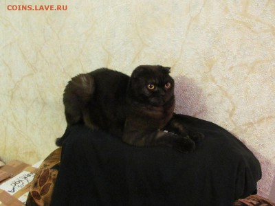 Любите ли вы кошек? - IMG_1339.JPG