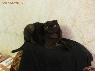 Любите ли вы кошек? - IMG_1338.JPG
