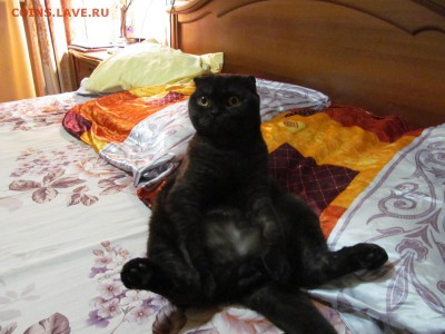 Любите ли вы кошек? - IMG_1335.JPG