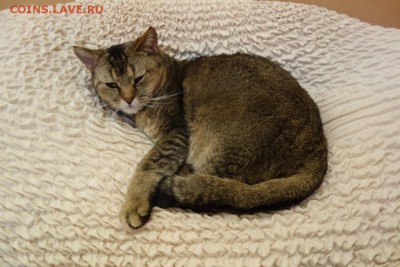 Любите ли вы кошек? - DSC04944.JPG