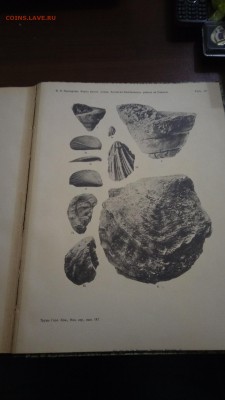 Книга "Фауна меловых отложений на Кавказе",1926г до 22.01 - P_20190114_155411