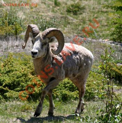 Животные на монетах - BigHorn_Sheep_in_Alberta_CA